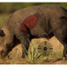 249501183.png