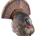 249506218.png