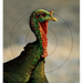 249520090.png