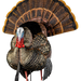 249527596.png